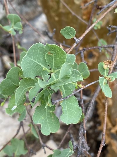 Commiphora glaucescens, photographed by Dave U