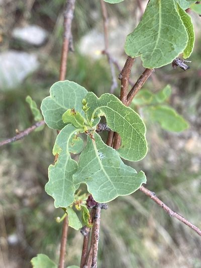 Commiphora glaucescens, photographed by Dave U