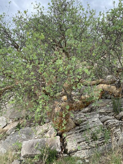 Commiphora glaucescens, photographed by Dave U