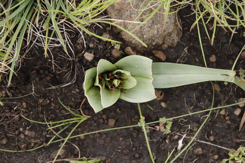 Colchicum longipes, photographed by Tony Rebelo
