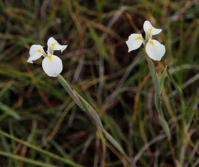 Moraea albicuspa, photographed by Tony Rebelo