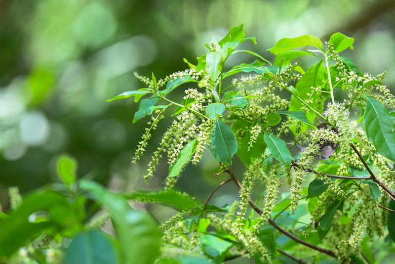 Terminalia oblonga, photographed by Trevor Van Loon
