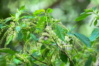 Terminalia oblonga, photographed by Trevor Van Loon