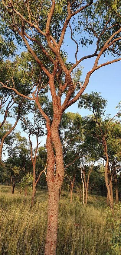 Corymbia erythrophloia, photographed by Bethlea Bell