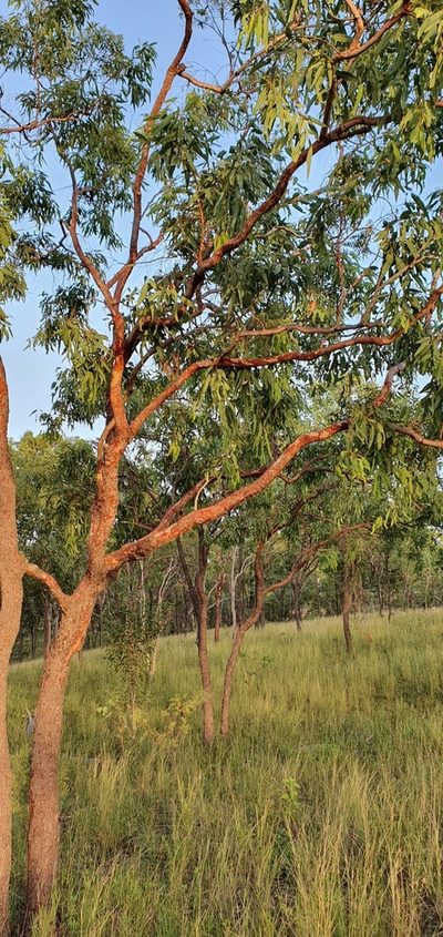 Corymbia erythrophloia, photographed by Bethlea Bell