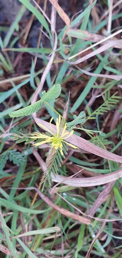 Neptunia gracilis, photographed by Bethlea Bell