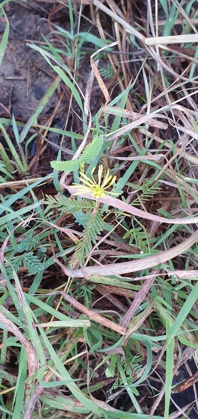Neptunia gracilis, photographed by Bethlea Bell