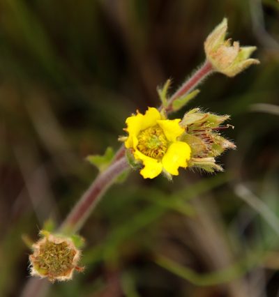 Geum capense, photographed by Tony Rebelo