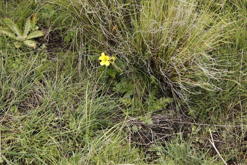 Geum capense, photographed by Tony Rebelo