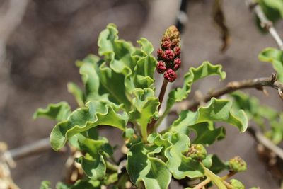 Anisomeria chilensis