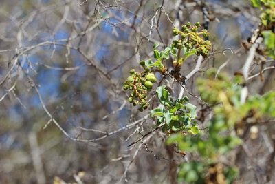 Anisomeria chilensis, photographed by Cesar Ormazabal
