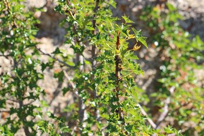 Vasconcellea chilensis, photographed by Cesar Ormazabal