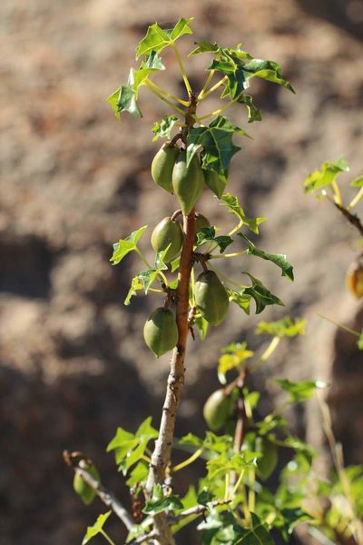 Vasconcellea chilensis, photographed by Cesar Ormazabal