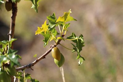 Vasconcellea chilensis, photographed by Cesar Ormazabal