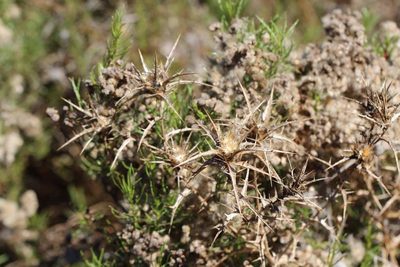 Carthamus lanatus, photographed by Cesar Ormazabal