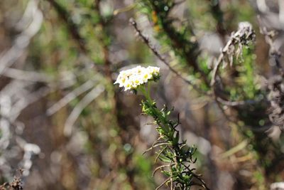 Heliotropium stenophyllum, photographed by Cesar Ormazabal