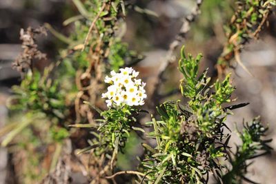 Heliotropium stenophyllum, photographed by Cesar Ormazabal