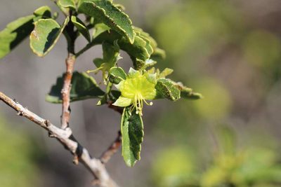 Llagunoa glandulosa, photographed by Cesar Ormazabal