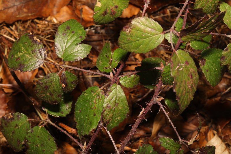 Rubus fruticosus, photographed by Stephen James McWilliam
