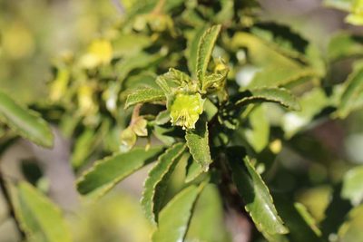Llagunoa glandulosa, photographed by Cesar Ormazabal