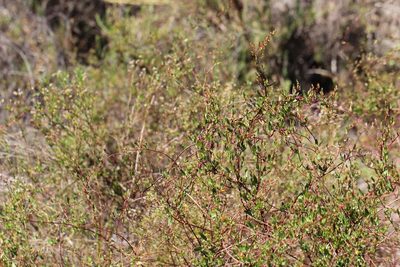 Muehlenbeckia hastulata, photographed by Cesar Ormazabal