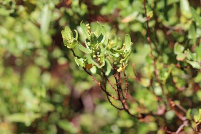 Muehlenbeckia hastulata, photographed by Cesar Ormazabal