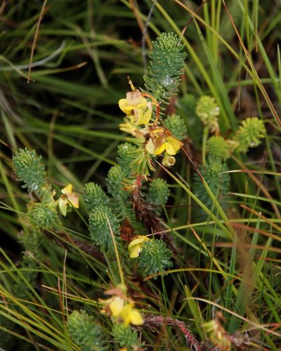 Euphorbia genistoides, photographed by Tony Rebelo