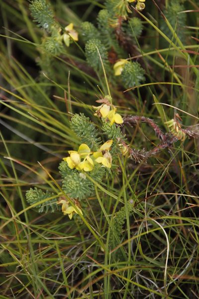 Euphorbia genistoides, photographed by Tony Rebelo