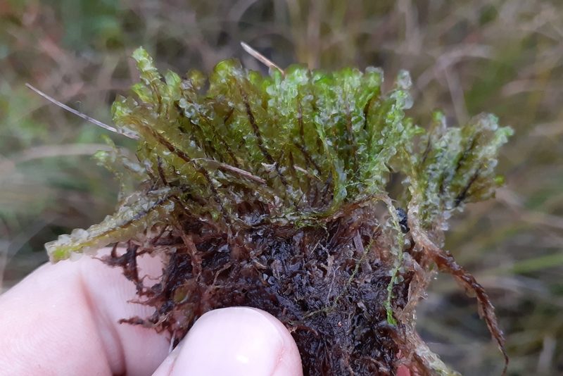 Scapania paludicola, photographed by Quinten Wiegersma