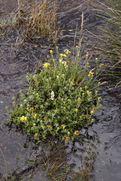Senecio achilleifolius, photographed by Tony Rebelo