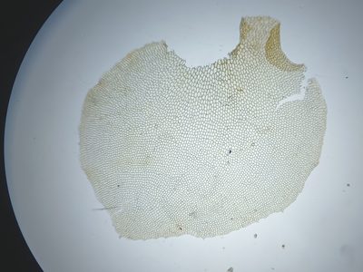 Scapania paludicola, photographed by Quinten Wiegersma