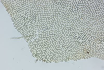 Scapania paludicola, photographed by Quinten Wiegersma