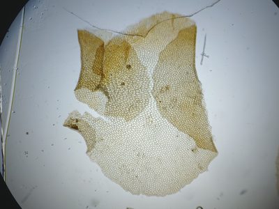 Scapania paludicola, photographed by Quinten Wiegersma