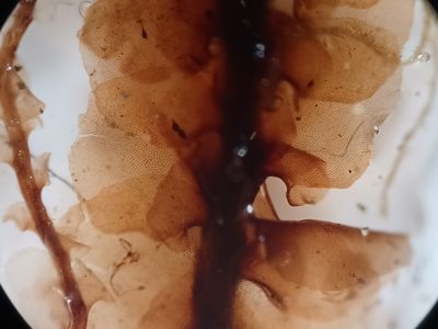 Scapania paludicola, photographed by Quinten Wiegersma
