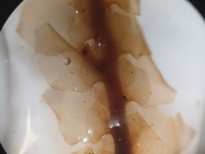 Scapania paludicola, photographed by Quinten Wiegersma