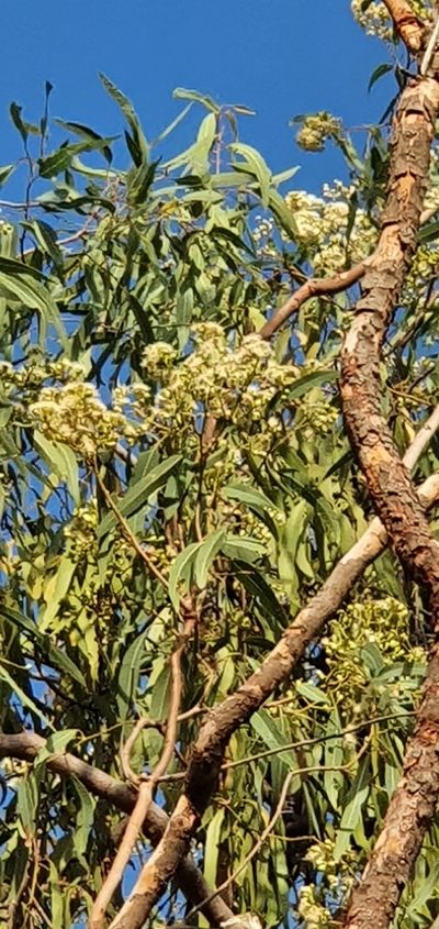 Corymbia erythrophloia, photographed by Bethlea Bell