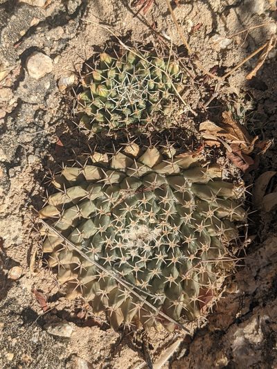 Mammillaria peninsularis, photographed by Zoltán Stekkelpak