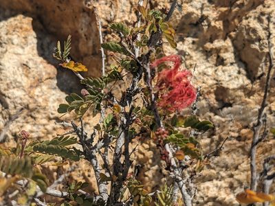 Calliandra californica, photographed by Zoltán Stekkelpak