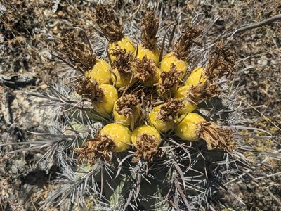 Ferocactus townsendianus, photographed by Zoltán Stekkelpak