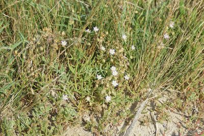 Spergularia media, photographed by Olena V. Vakarenko