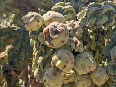Cylindropuntia cholla, photographed by Zoltán Stekkelpak