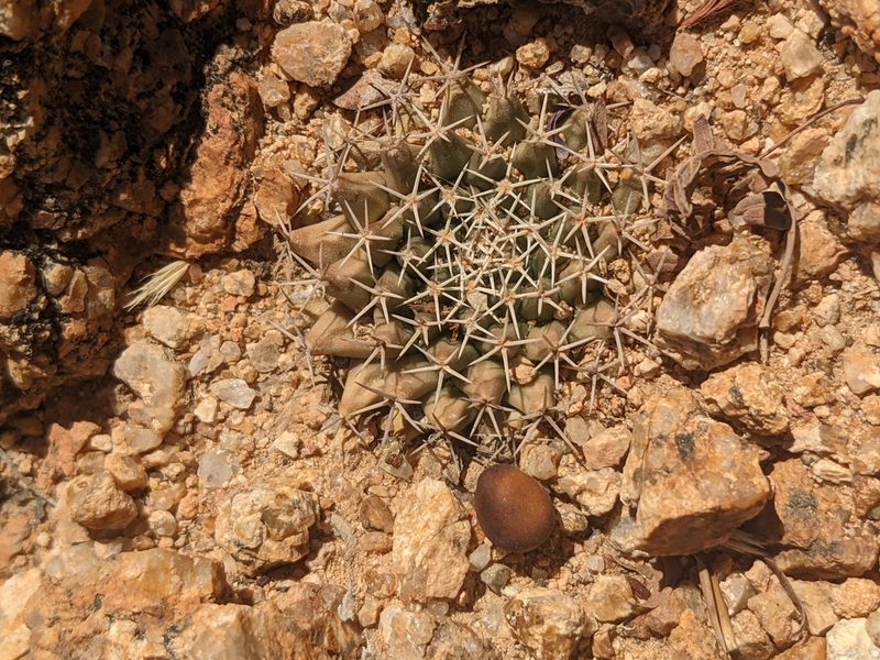 Mammillaria peninsularis, photographed by Zoltán Stekkelpak