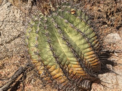 Ferocactus townsendianus, photographed by Zoltán Stekkelpak
