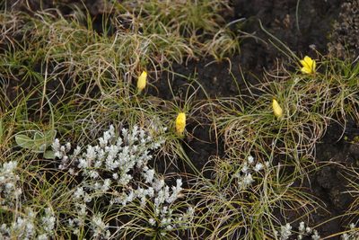 Romulea macowanii, photographed by Tony Rebelo