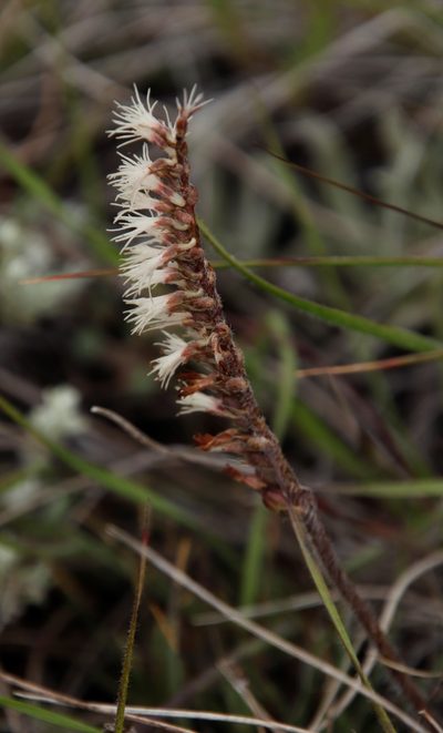 Holothrix scopularia, photographed by Tony Rebelo