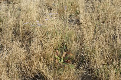Limonium alutaceum, photographed by Olena V. Vakarenko