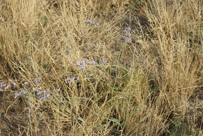 Limonium alutaceum, photographed by Olena V. Vakarenko