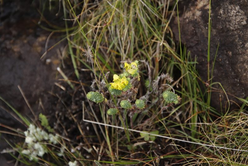 Euphorbia genistoides, photographed by Tony Rebelo