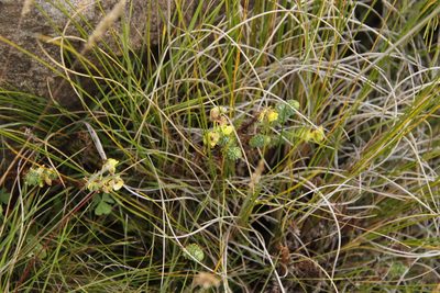 Euphorbia genistoides, photographed by Tony Rebelo