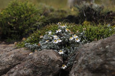Eumorphia prostrata, photographed by Tony Rebelo